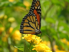 Danaus plexippus