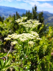 Peucedanum ostruthium
