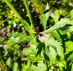 Peucedanum ostruthium