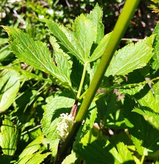 Peucedanum ostruthium