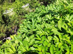 Peucedanum ostruthium