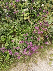 Betonica officinalis