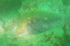 Apostichopus parvimensis