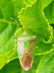 Acanthosoma haemorrhoidale