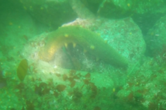 Apostichopus parvimensis