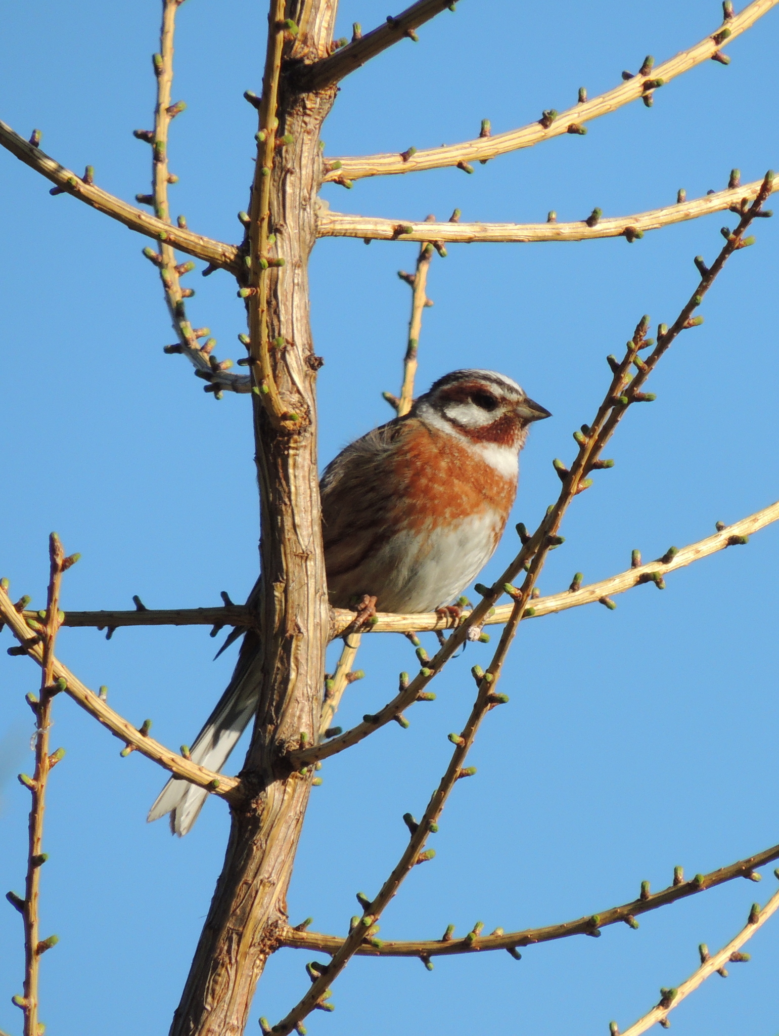 Pine Bunting