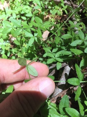 Galium porrigens porrigens
