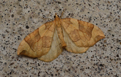 Eulithis propulsata