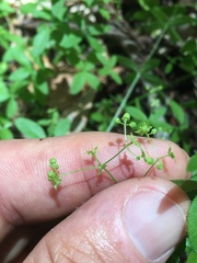 Galium porrigens porrigens