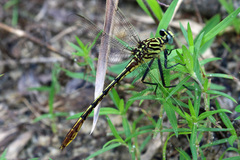 Dromogomphus armatus