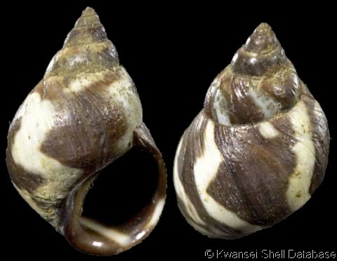Peruvian periwinkle