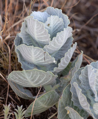 Asclepias nummularia