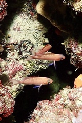 Anthias anthias