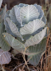 Asclepias nummularia