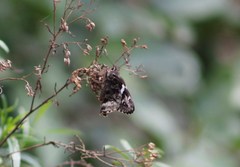 Codatractus bryaxis
