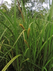 Carex utriculata