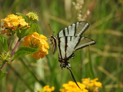 Protographium epidaus fenochionis
