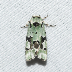 Emarginea percara
