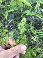 Potentilla biennis