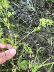 Potentilla biennis