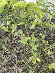 Potentilla biennis