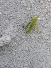 Abracris flavolineata