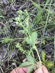 Potentilla biennis