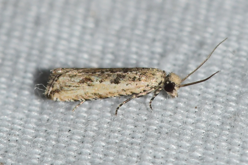 Javelin Moth (Bactra verutana) · iNaturalist