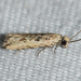 Javelin Moth - Photo (c) Royal Tyler, some rights reserved (CC BY-NC-SA), uploaded by Royal Tyler