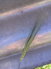 Hordeum distichon
