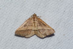 Macaria varadaria