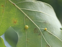 Cynips quercusfolii