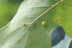 Cynips quercusfolii
