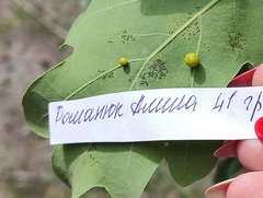 Cynips quercusfolii