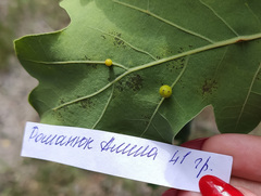 Cynips quercusfolii