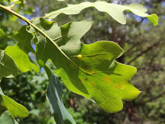 Cynips quercusfolii