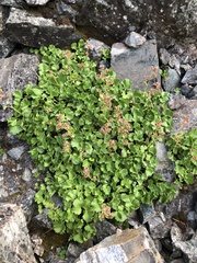 Telesonix heucheriformis