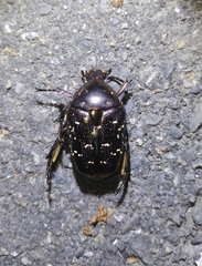Protaetia orientalis sakaii