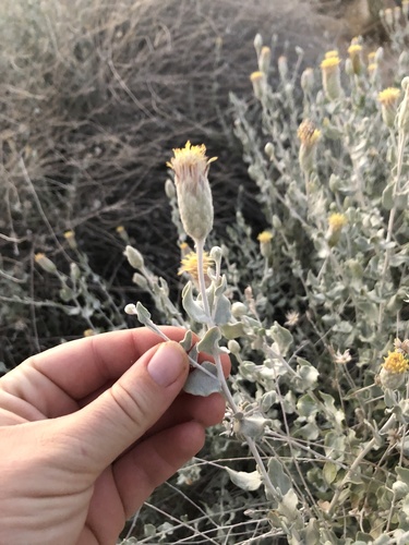 Woolly brickellbush (Brickellia incana)