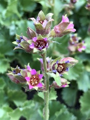 Telesonix heucheriformis