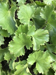 Telesonix heucheriformis