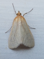 Sitochroa dasconalis