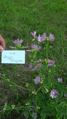 Malva excisa