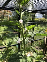 Althaea officinalis