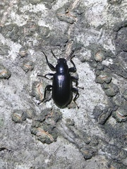Derosphaerus exularis