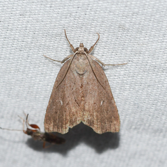 Cutina albopunctella