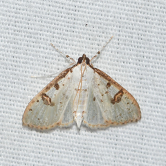 Palpita illibalis