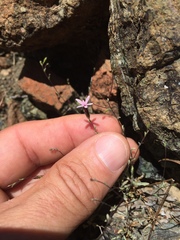 Lessingia micradenia