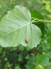 Harmonia axyridis