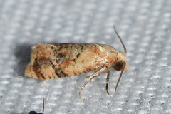 Cochylis bucera